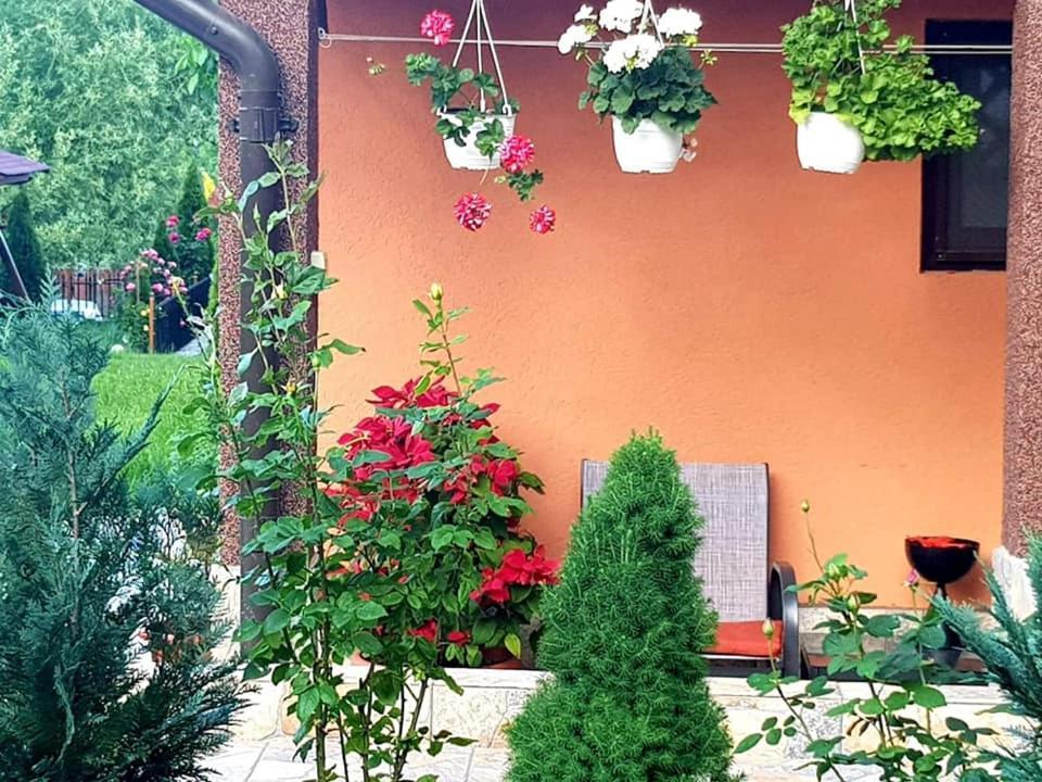 Casa Alex Hotel Sarata-Monteoru Exterior photo